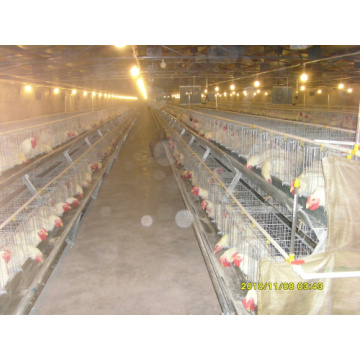 Poultry Cage Chicken Raising Equipment for Sale